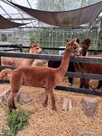 Alpaca wol in verschillende kleuren, Ophalen of Verzenden, Nieuw