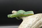 4.2 Trimeresurus vogeli CB24, Slang, 0 tot 2 jaar
