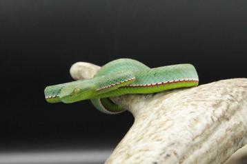4.2 Trimeresurus vogeli CB24 beschikbaar voor biedingen