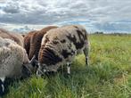 Bonte dekram!, Dieren en Toebehoren, Schapen, Geiten en Varkens, Mannelijk, Schaap