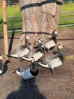 Brandganzen, Dieren en Toebehoren, Meerdere dieren, Eend