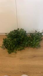 Nep klimop, Dieren en Toebehoren, Vissen | Aquaria en Toebehoren, Ophalen, Nieuw, Plant(en), Steen of Hout