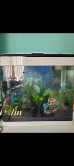 Superfish panorama 50, Ophalen, Gebruikt, Leeg aquarium