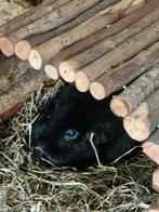 Gezocht, leen cavia ivm achterblijven en verlies van maatje, Dieren en Toebehoren, Januari, Vrouwelijk, Cavia