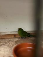 Geel voorhoofd kakarikis, Dieren en Toebehoren