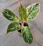 Aglaonema 'Dejavu', Huis en Inrichting, Kamerplanten, Ophalen of Verzenden