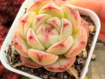 Echeveria Diamond Rose/pot 5cm/vetplant/succulent beschikbaar voor biedingen