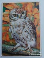 Oude ansichtkaart met - Steenuil, Verzenden, 1960 tot 1980, Gelopen, Vogel