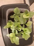 Poi ,surinaamse spinazie, Tuin en Terras, Planten | Tuinplanten, Ophalen, Volle zon, Groenteplanten, Eenjarig