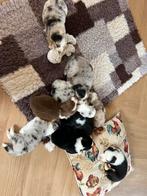 Australian shepherd pups, Dieren en Toebehoren, België, Particulier, CDV (hondenziekte), 8 tot 15 weken