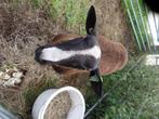 Zwartbles dekram, Dieren en Toebehoren, Mannelijk, Schaap, 0 tot 2 jaar