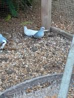 Diamantduiven, Meerdere dieren, Overige soorten