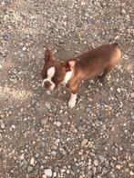 Boston terrier ter dekking, Dieren en Toebehoren, Honden | Bulldogs, Pinschers en Molossers, Rabiës (hondsdolheid), Reu, 1 tot 2 jaar