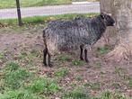 Gotland xbleu de maine, Dieren en Toebehoren, Schapen, Geiten en Varkens, Vrouwelijk, Schaap