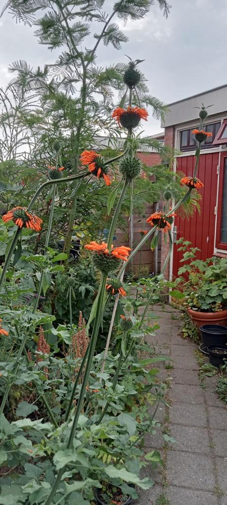 Leonotis nepetifolia - Klip Dagga, Leeuwenoor zaden, Tuin en Terras, Bloembollen en Zaden, Zaad, Voorjaar, Volle zon, Ophalen of Verzenden