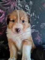 Schotse collie x pups, Dieren en Toebehoren, 8 tot 15 weken, Collie, Meerdere, Meerdere dieren