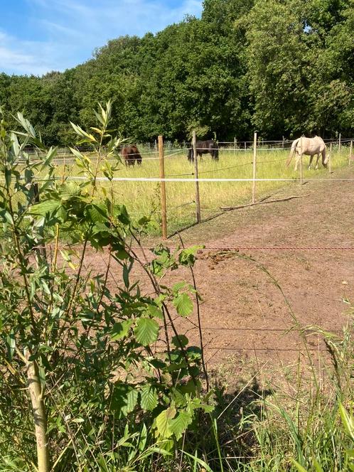 Plek vrij op PP in Rucphen, Dieren en Toebehoren, Stalling en Weidegang, Weidegang