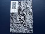 Fossiel Ammoniet Postkaart Nederland 1962, Postzegels en Munten, Ophalen of Verzenden