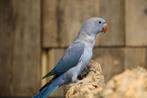 Jonge Halsbandparkieten | Div. Kleuren | Handtam, Dieren en Toebehoren, Meerdere dieren, Parkiet, Pratend