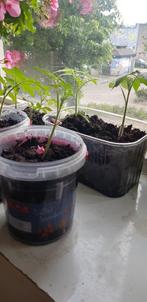 Bio tomaten. Nog 6 stuks over! Wees er snel bij!!, Volle zon, Groenteplanten, Eenjarig, Ophalen of Verzenden