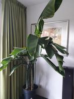 Prachtige 3 bananenplanten in 1 pot, inclusief pot., Huis en Inrichting, Kamerplanten, Ophalen of Verzenden, Halfschaduw, Minder dan 100 cm