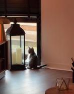 Bengaalse kittens, Dieren en Toebehoren, Katten en Kittens | Raskatten | Korthaar, Meerdere dieren, Ontwormd, 0 tot 2 jaar