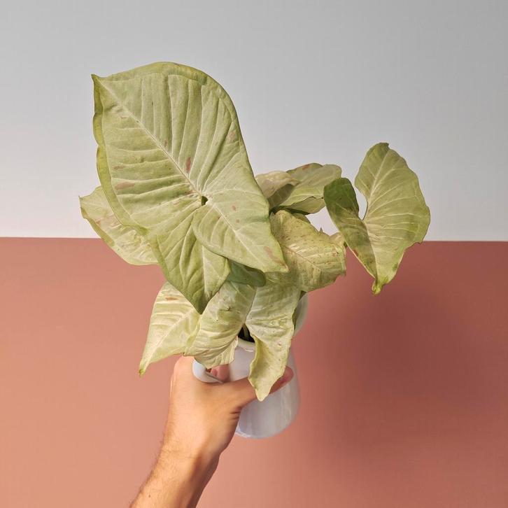 Syngonium Confetti • Nog 1 over, Huis en Inrichting, Kamerplanten, Overige soorten, Minder dan 100 cm, Groene kamerplant, Halfschaduw