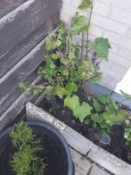 druiven zaailingen, Tuin en Terras, Planten | Bomen, Ophalen, Lente, Volle zon, Overige soorten