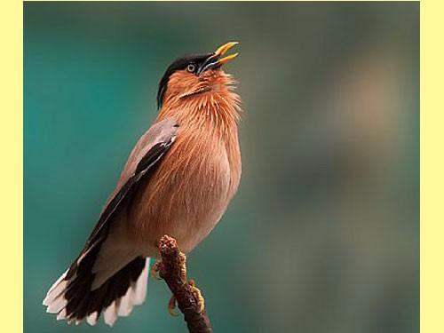 Man Pagodespreeuw beschikbaar., Dieren en Toebehoren, Vogels | Overige Vogels, Tropenvogel, Meerdere dieren, Geringd