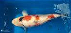 Showa 3 jaar 56 cm, Dieren en Toebehoren, Vissen | Vijvervissen, Karper of Koi