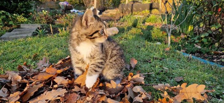 Speelse kittens, Dieren en Toebehoren, Katten en Kittens | Overige Katten, Kortharig, Meerdere dieren, 0 tot 2 jaar