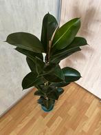 Ficus Robusta elastica rubberplant te koop 125 cm hoog, Ophalen, Ficus, 100 tot 150 cm, Halfschaduw