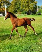 KWPN Hengstveulen Arezzo x Landino x Guidam, Dieren en Toebehoren, Paarden, Springpaard, Minder dan 160 cm, Niet van toepassing