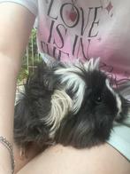 Raszuivere pruuf zeugje, Mei, Vrouwelijk, Cavia