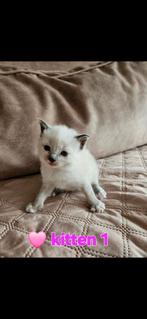 ♡ 6 lieve ragdoll kittens ♡, Meerdere dieren, Ontwormd, 0 tot 2 jaar