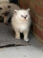 Perzisch langhaar, Dieren en Toebehoren, Katten en Kittens | Raskatten | Langhaar, Poes, 0 tot 2 jaar