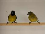 Te koop koppel zwartkop sijzen, Dieren en Toebehoren, Vogels | Overige Vogels, Meerdere dieren, Tropenvogel, Geringd