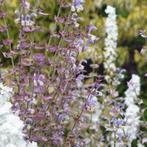 Salvia sclarea (muskaatsalie) te koop, Ophalen, Zomer, Overige soorten, Halfschaduw