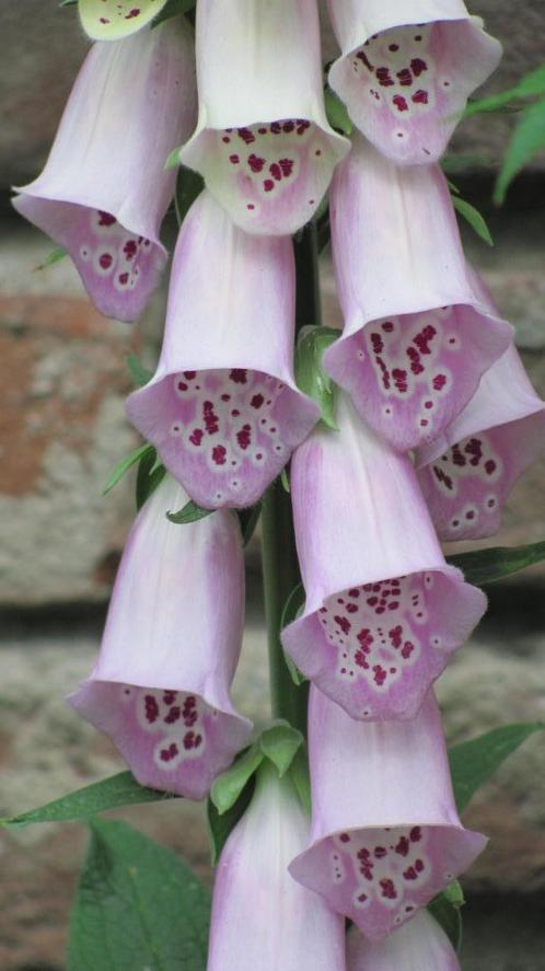 zaden Digitalis purpurea mix roze/wit, Tuin en Terras, Bloembollen en Zaden, Zaad, Voorjaar, Volle zon, Verzenden