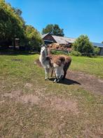 Te koop koppeltje jonge lamas, Dieren en Toebehoren, Overige Dieren, Juni, Meerdere dieren