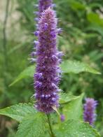 Dropplant zaden Agastache paars kruiden, Verzenden, Voorjaar, Volle zon, Zaad