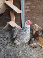 Te koop 2 cochin hennetjes, Dieren en Toebehoren, Pluimvee, Vrouwelijk, Kip