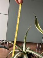 3 Agave Sharkskin, margintina en Mediopicta, Volle zon, Vaste plant, Bloeit niet, Ophalen