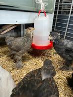 Bramha kip kuikens, Dieren en Toebehoren, Pluimvee, Geslacht onbekend, Kip