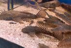 Ancistrus borstelneus algeneters bewezen kweektrio, Vis