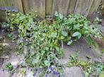 Campanula Poscharskyana paarse klokjesbloem OPHALEN NIJKERK, Vaste plant, Halfschaduw, Lente, Ophalen