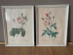 Set van 2 Vintage Botanische Prenten Rozen, Ophalen of Verzenden