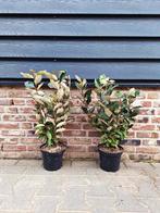 Elaeagnus ebbingei 'Compacta' (Olijfwilg) 🌿🌳, Ophalen, Laurier