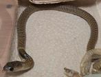 0.0.5 naja naja cb25, Dieren en Toebehoren, Reptielen en Amfibieën, Slang, 0 tot 2 jaar