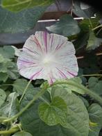 Ipomoea purpurea Carnevale di Venezia zaden, Ophalen of Verzenden, Voorjaar, Volle zon, Zaad
